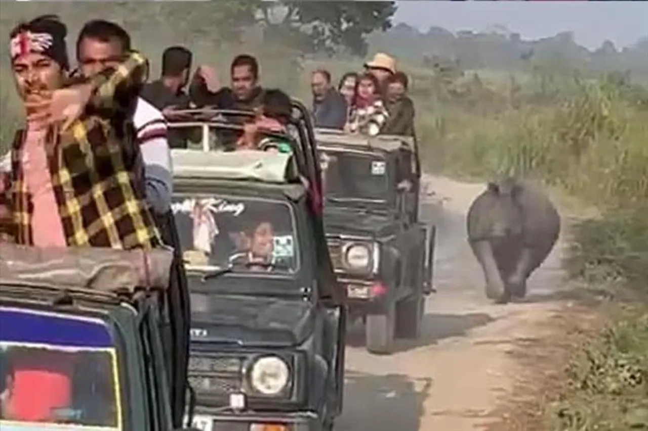 পর্যটকদের 'তাড়াতে'  ছুটল কাজিরাঙার গণ্ডার