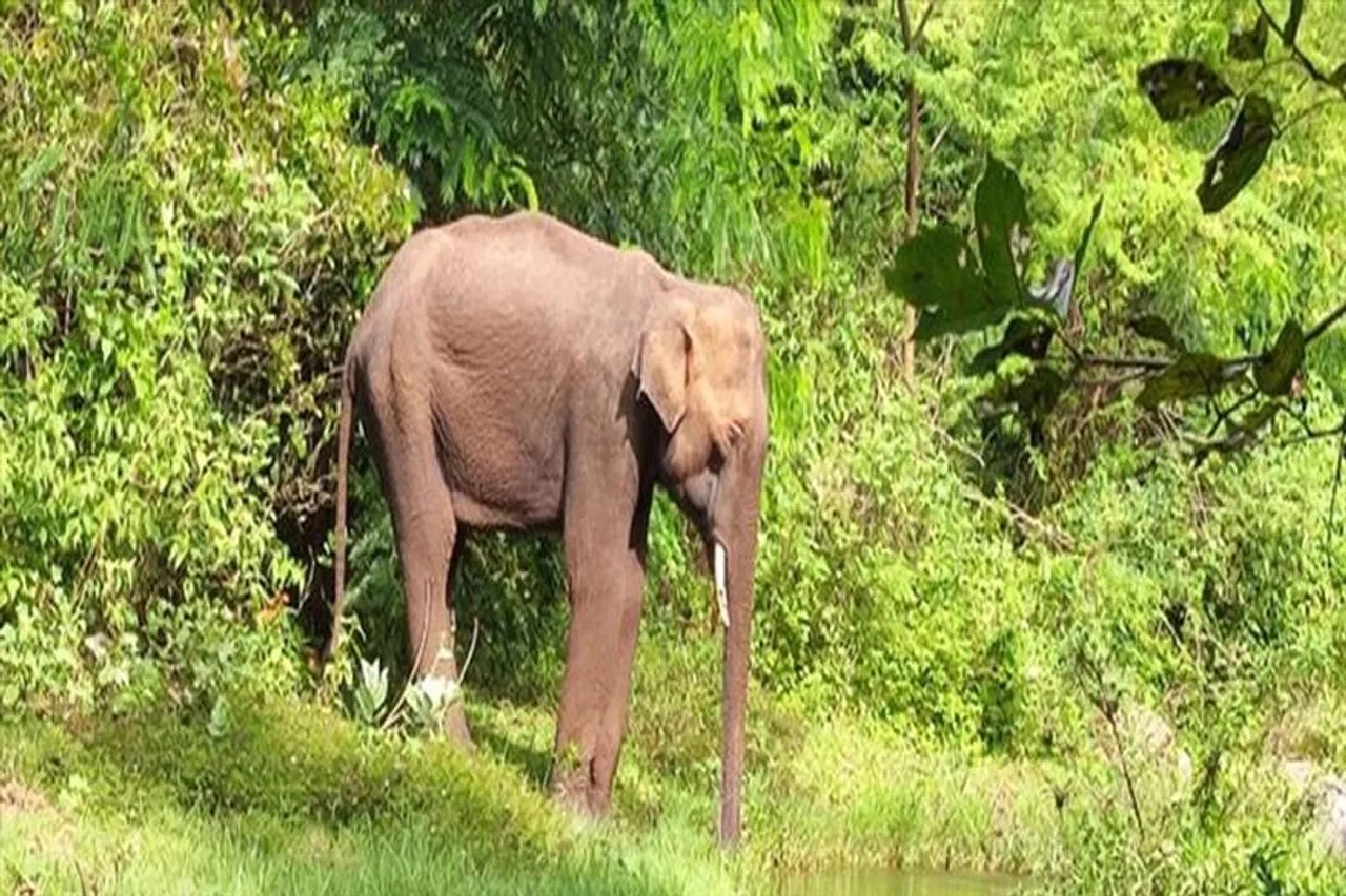 ফের তামিলনাড়ু-কেরল সীমান্তে হাতির মৃত্যু