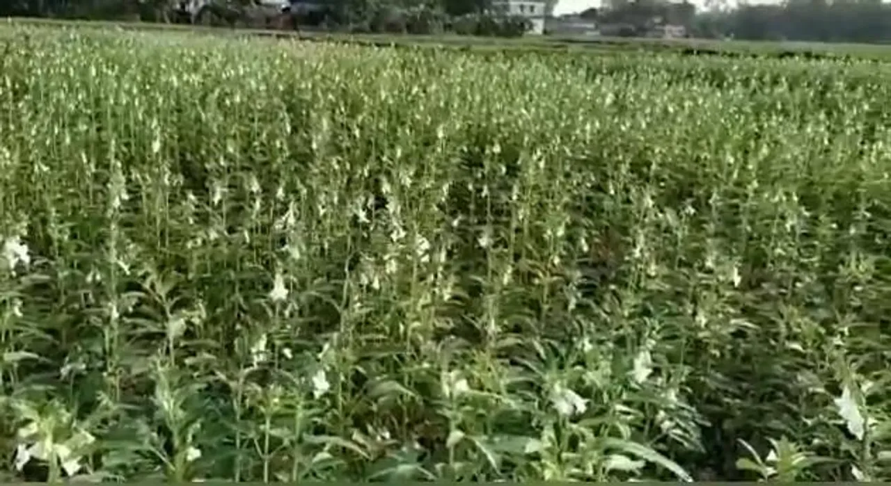 আবহাওয়ার খামখেয়ালীপনায় চরম ক্ষতির মুখে তিল চাষীরা