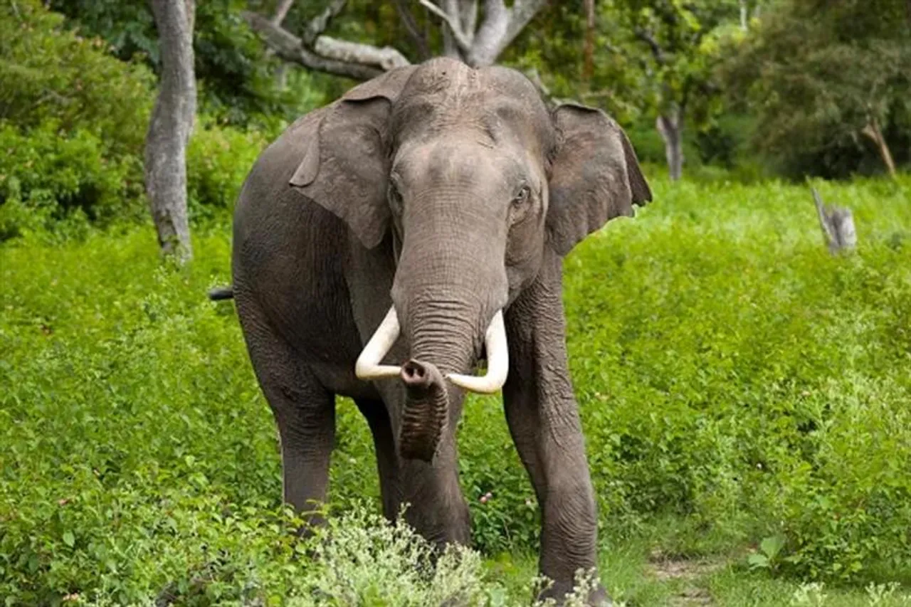 হাতির হামলায় মৃত্যু  বৃদ্ধার