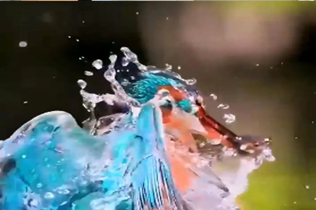 প্রথমবারেই শিকার, দেখুন ভিডিও