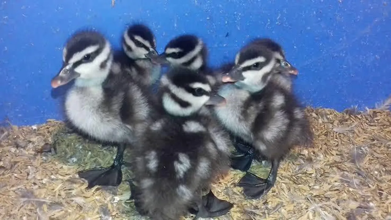 ময়নাগুড়িতে উদ্ধার বালিহাঁস