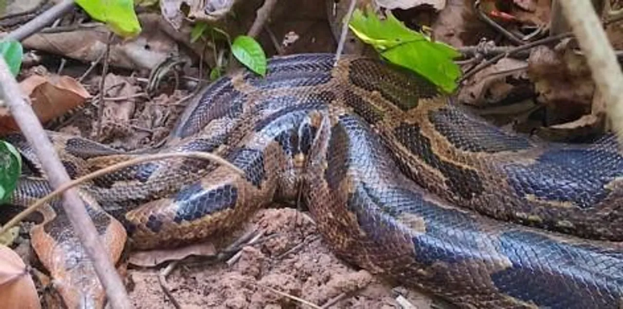 ঝাড়গ্রামের রামচন্দ্রপুর এলাকা থেকে বিশাল আকারের অজগর সাপ উদ্ধার