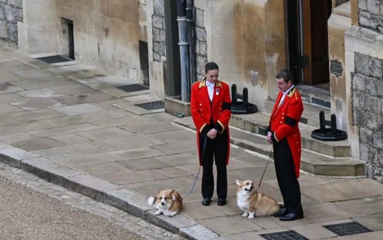 রানীর দুই প্রিয় কর্গি দ্বিতীয় এলিজাবেথের কফিনের আগমনের জন্য অপেক্ষা করছে