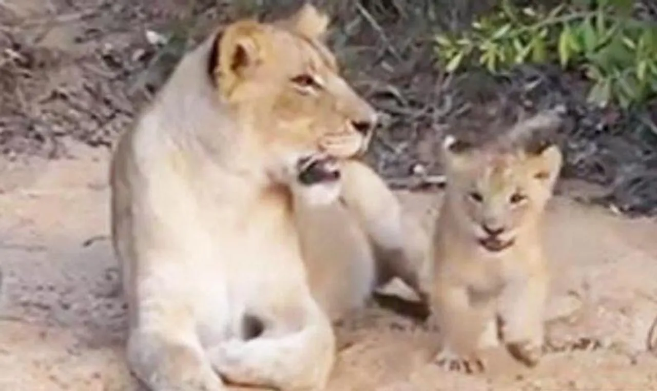 সর্বকালের সেরার তকমা পেল এই ভিডিও, দেখুন