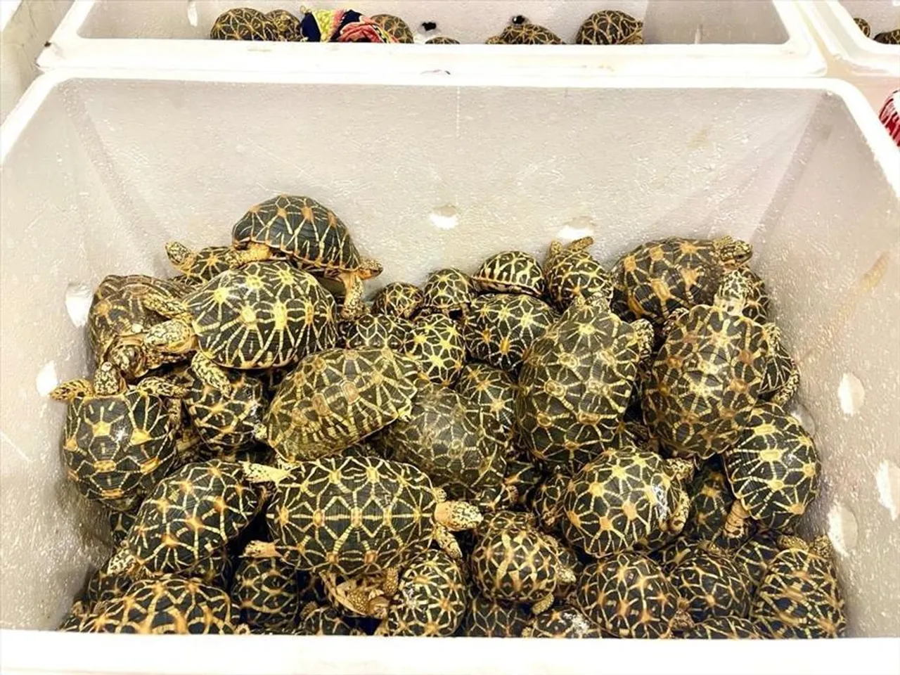 বেআইনি কচ্ছপ পাচার রুখলেন চেন্নাই এয়ার কার্গো কাস্টমস বাহিনী