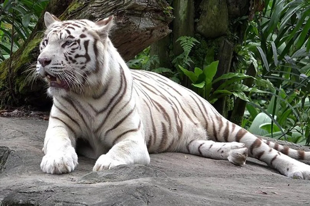 বিজয়কে হারালো দিল্লি চিড়িয়াখানা