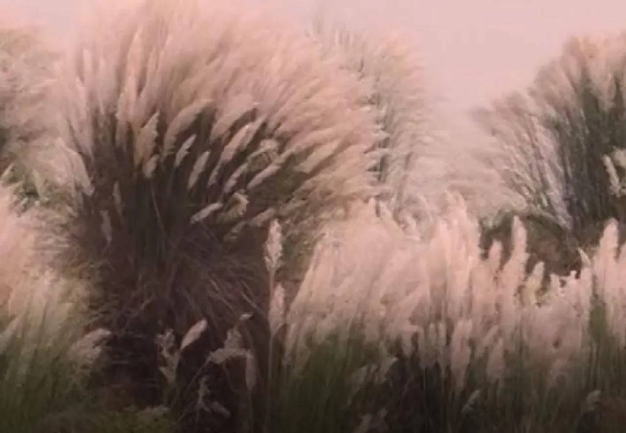 ইমপ্যাক্টের প্রভাব