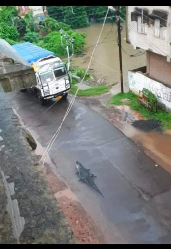 মেদিনীপুর শহরবাসীকে সোশ্যাল মিডিয়ায় কুমির দেখাতে গিয়ে বন দফতরের 'জালে আটক তিন যুবক