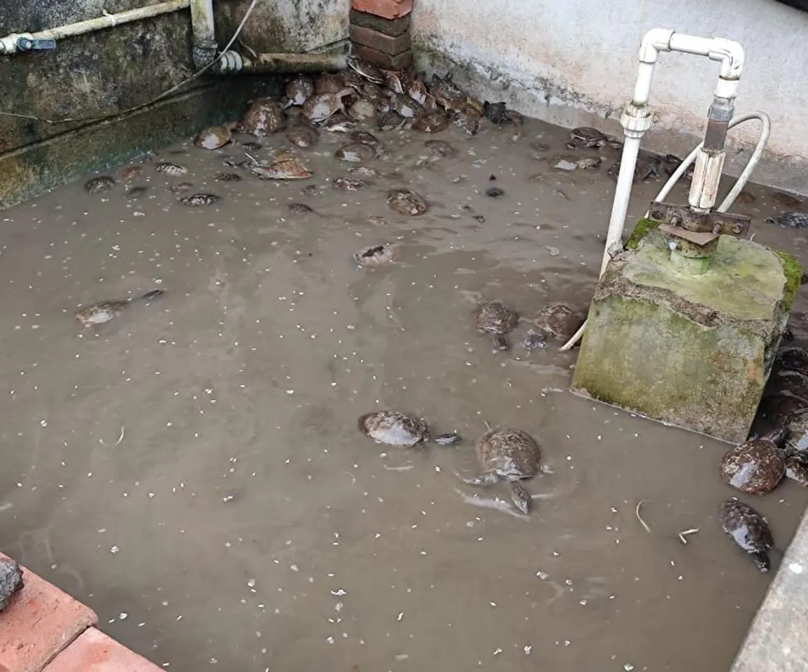 পাচারের আগেই ডেবরায় উদ্ধার ১৬০ টি কচ্ছপ