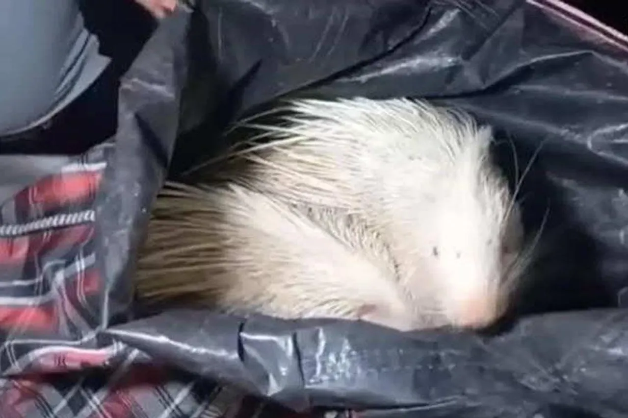 কাঞ্চনজঙ্ঘা এক্সপ্রেস থেকে উদ্ধার বিরল প্রজাতির সজারু