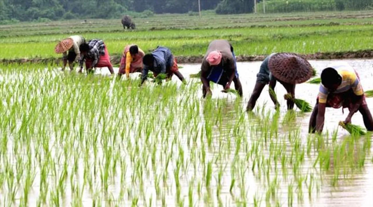 আমন ধান-চাষে ব্যাপক ক্ষতির আশঙ্কা