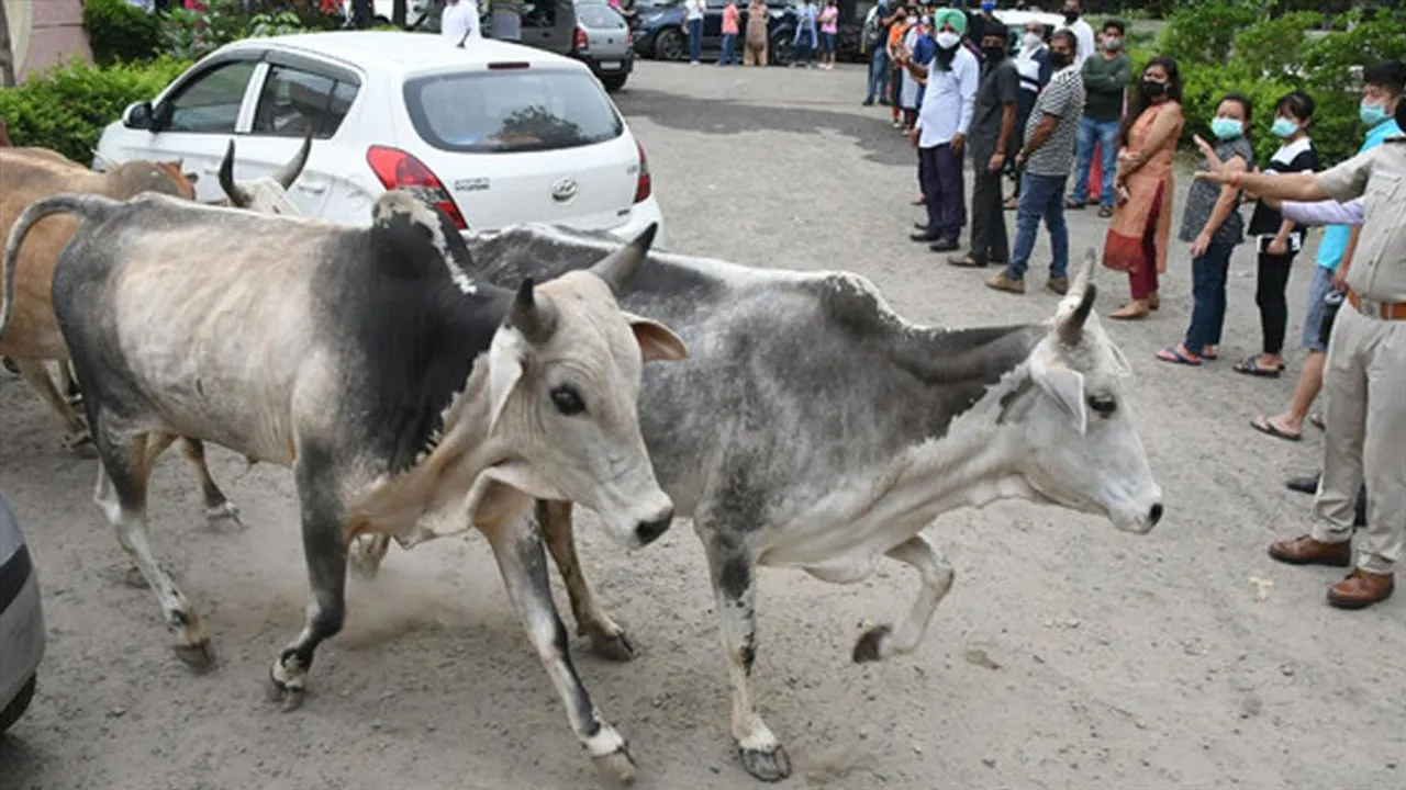 রাস্তায় থাকা ২৪২টি গবাদি পশু বাজেয়াপ্ত করেছে কর্পোরেশন, জরিমানা মালিকদের