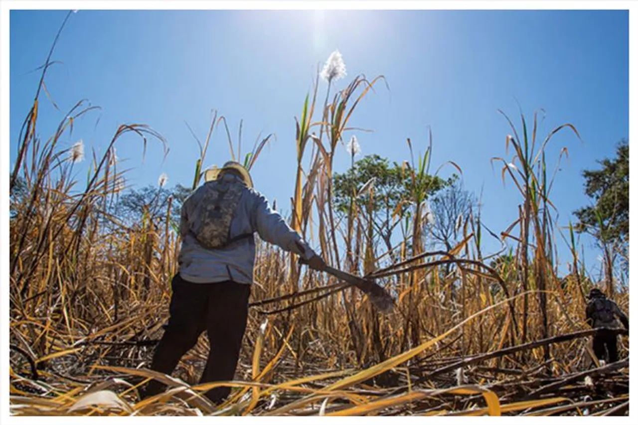 বন্ধ হচ্ছে আখ  সরবরাহ