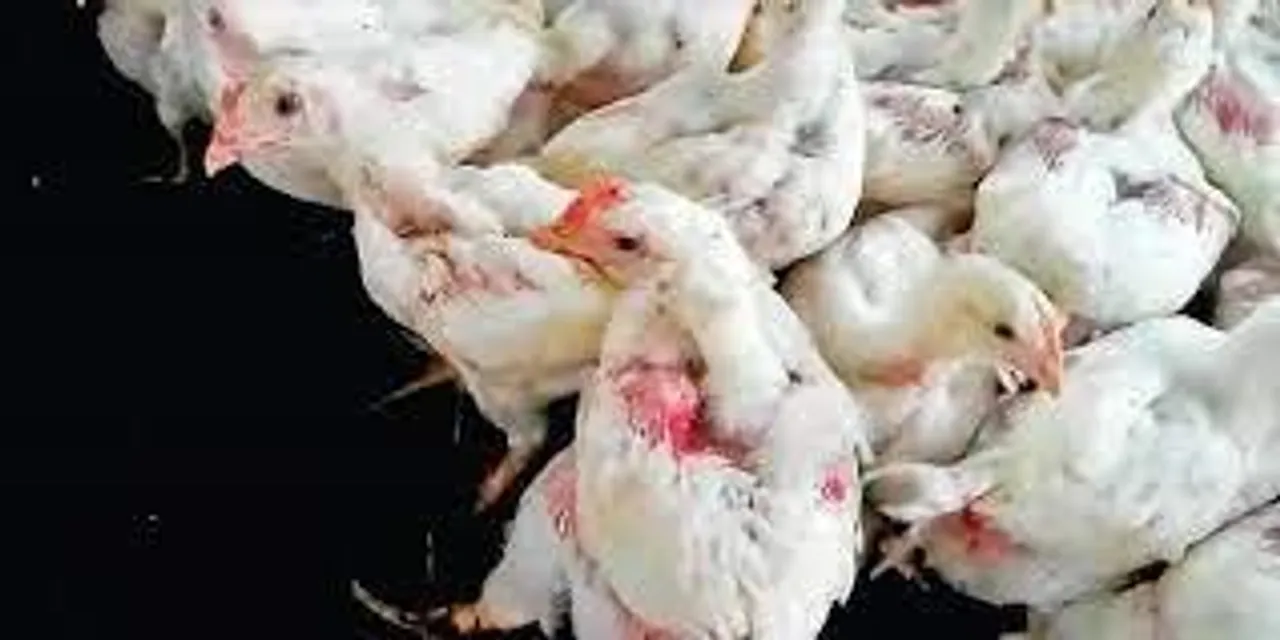 উর্দ্ধমুখী মুরগীর মাংসের দাম, দেখুন সরাসরি.....