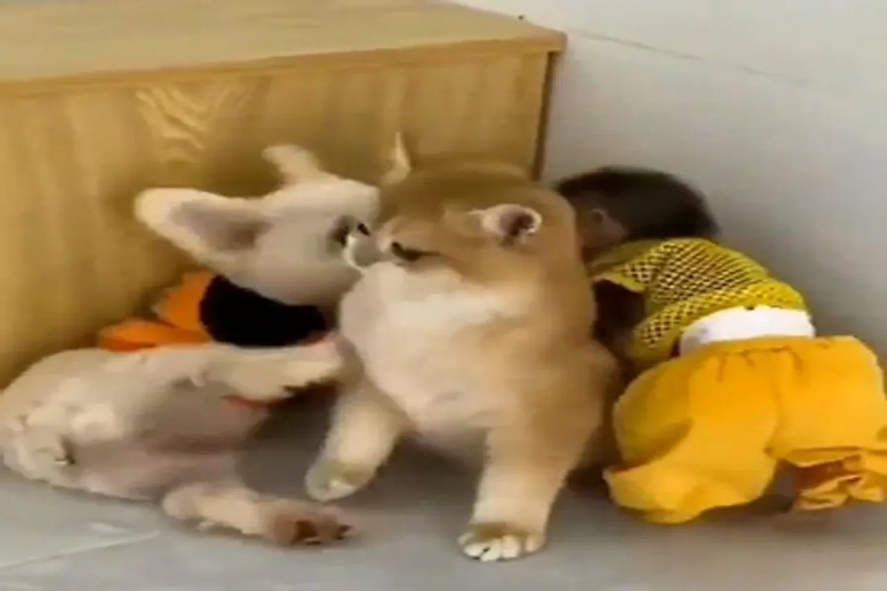 বনার, কুকুর ও বিড়ালের একত্র বন্ধুত্ব, দেখুন ভিডিও