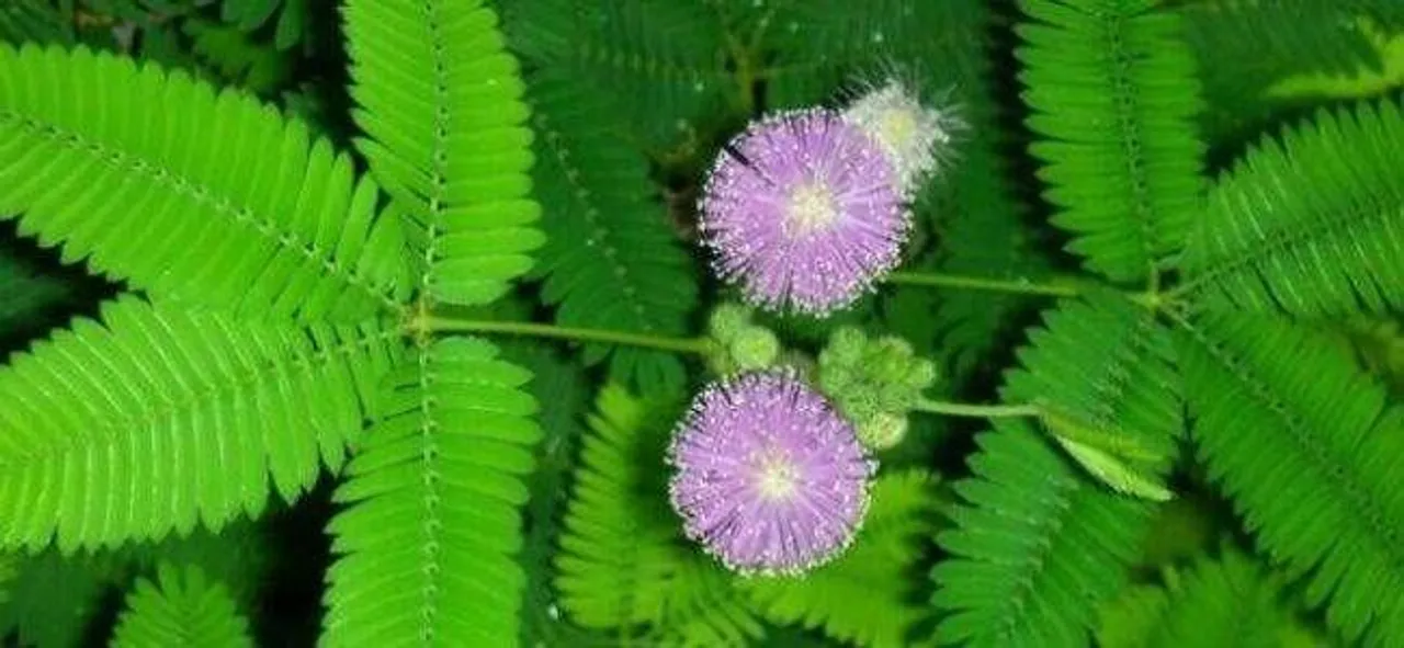 পুরুষের হারানো শক্তি ফিরে পেতে লজ্জাবতী গাছ যেভাবে ব্যবহার করবেন, জেনেনিন