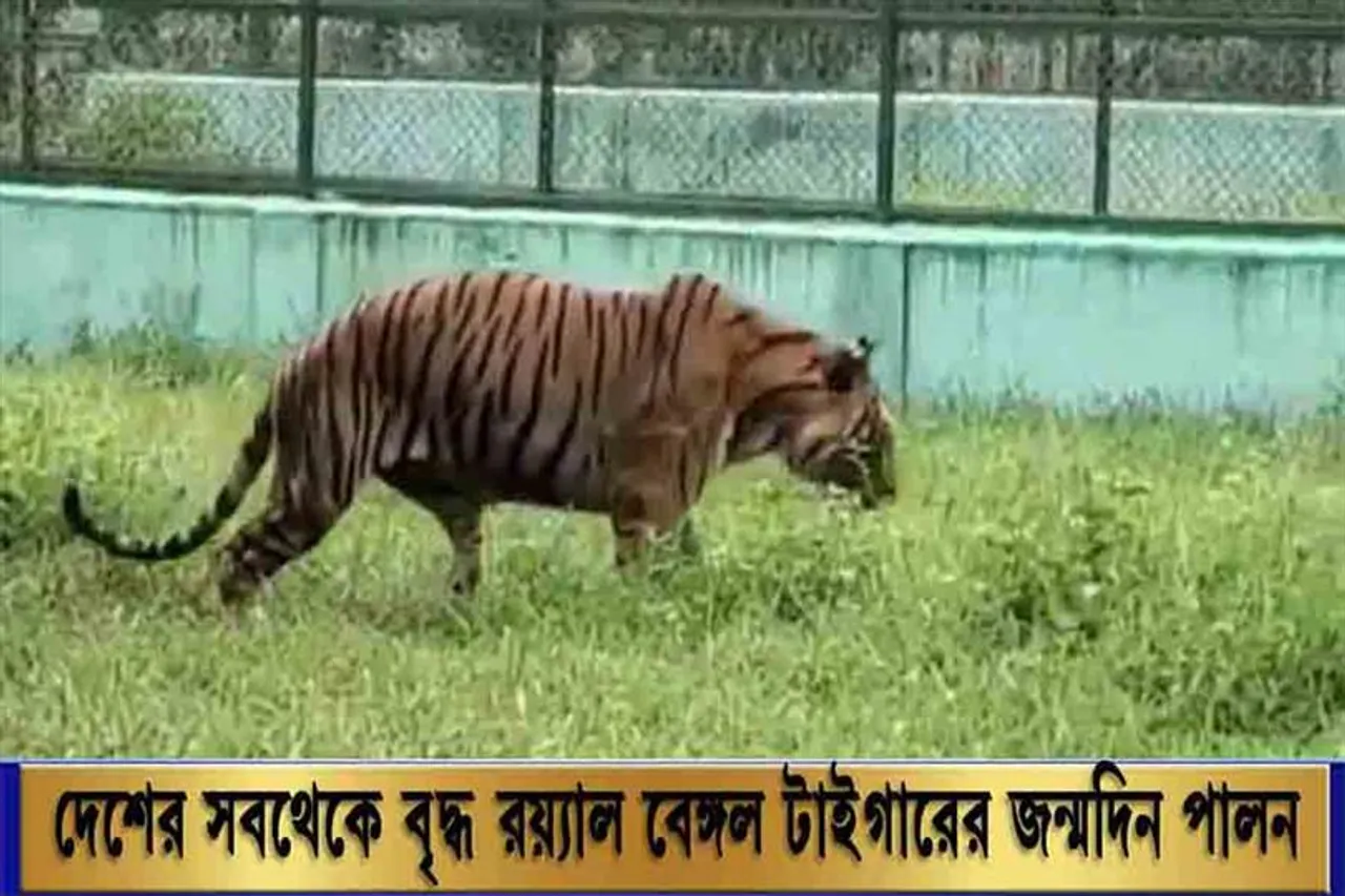 দেশের সবথেকে বৃদ্ধ রয়্যাল বেঙ্গল টাইগারের জন্মদিন পালন