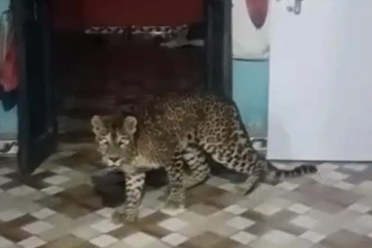 বাড়ির ভেতর ঘুরে বেড়াচ্ছে চিতাবাঘ, রইলো ভিডিও