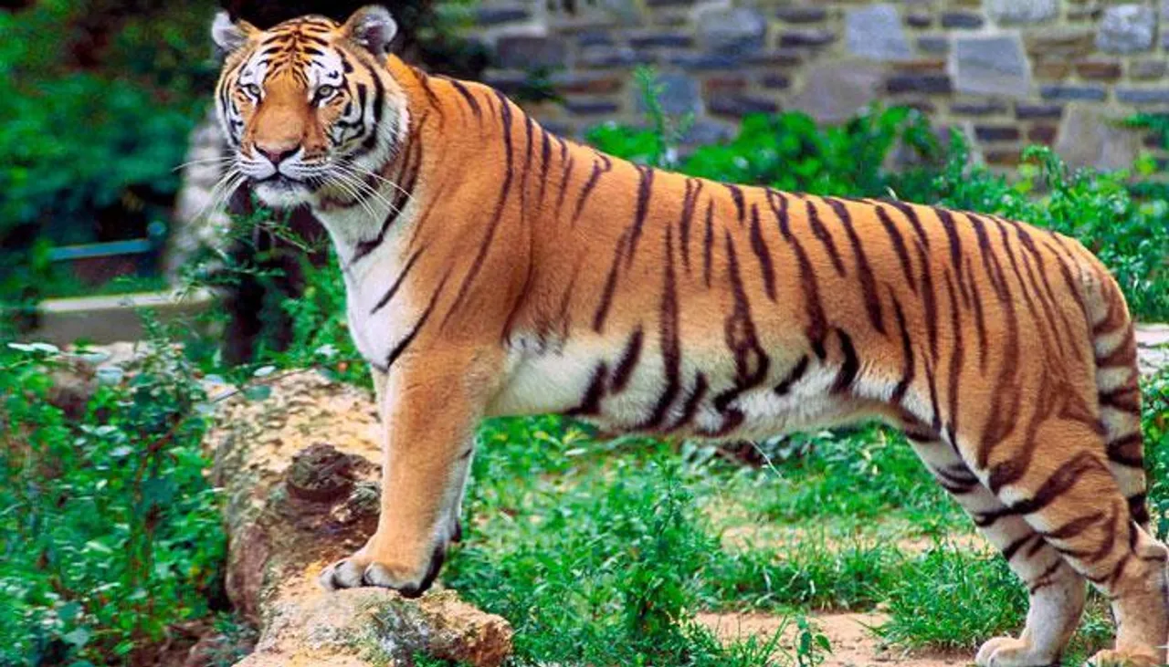 সুন্দরবন সংলগ্ন এলাকার মানুষদের নিরাপত্তায় উদ্যোগী রাজ্য সরকার