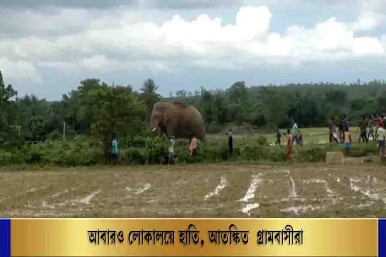 আবারও লোকালয়ে হাতি, আতঙ্কিত গ্রামবাসীরা