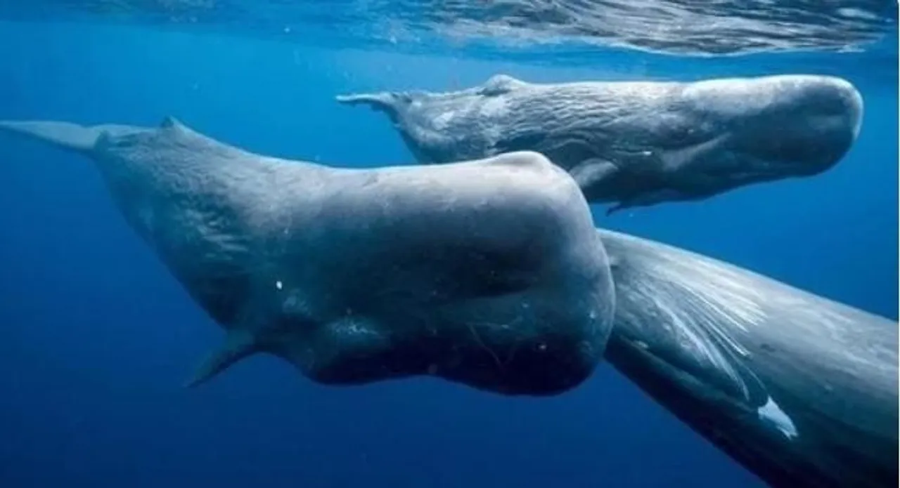 নিউজিল্যান্ডে ৫০০ পাইলট তিমির মৃত্যু