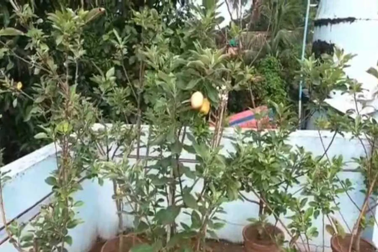 ছাদের টবে ফলিয়ে ফেললেন এই দুর্মূল্য ফল