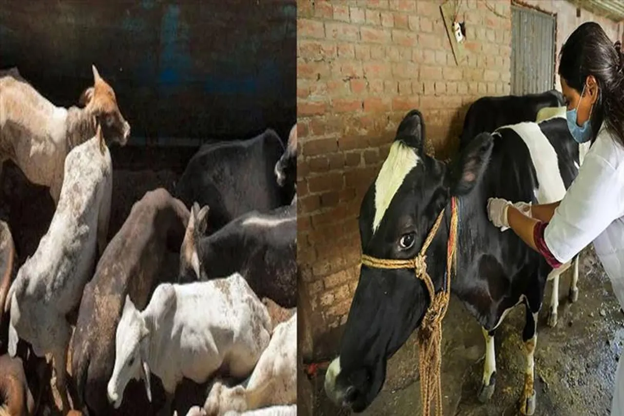 Lumpy virus: রাজ্যে ১২৬টি গবাদি পশুর মৃত্যু