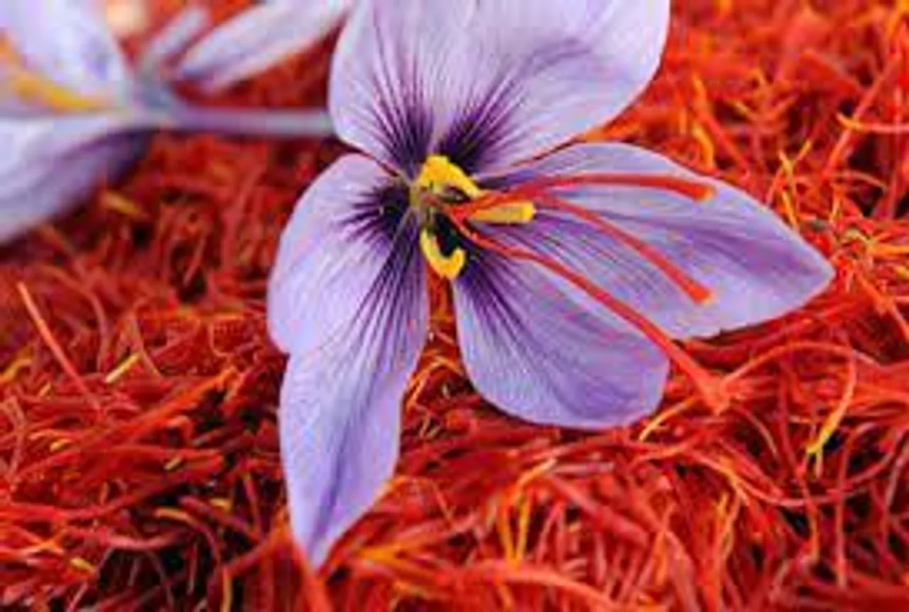 চুল পড়া কম করে জাফরান