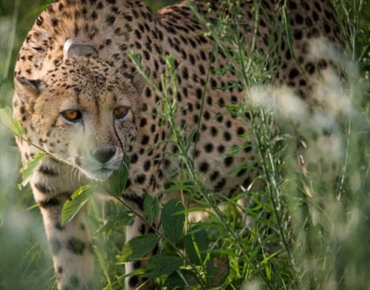দক্ষিণ আফ্রিকা থেকে ভারতে আসছে আরও ১২টি চিতা