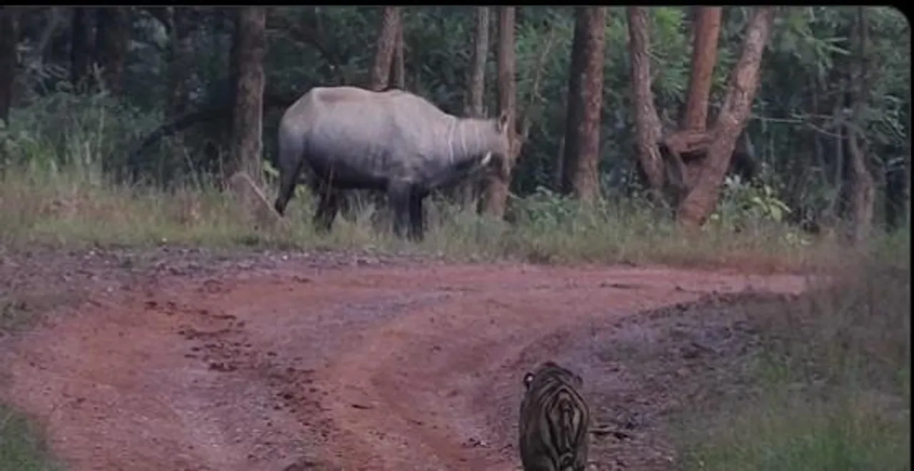 লুকোচুরি খেলায় নীলগাইয়ের কাছে হারল বাঘ, দেখুন মজার ভিডিও