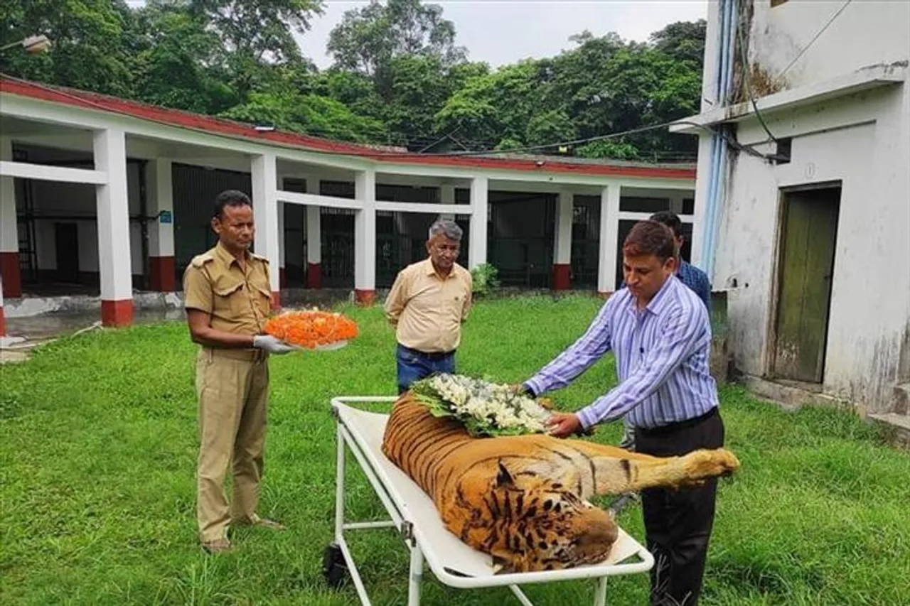 সুন্দরবন থেকে উদ্ধার করা হয়েছিল রাজাকে