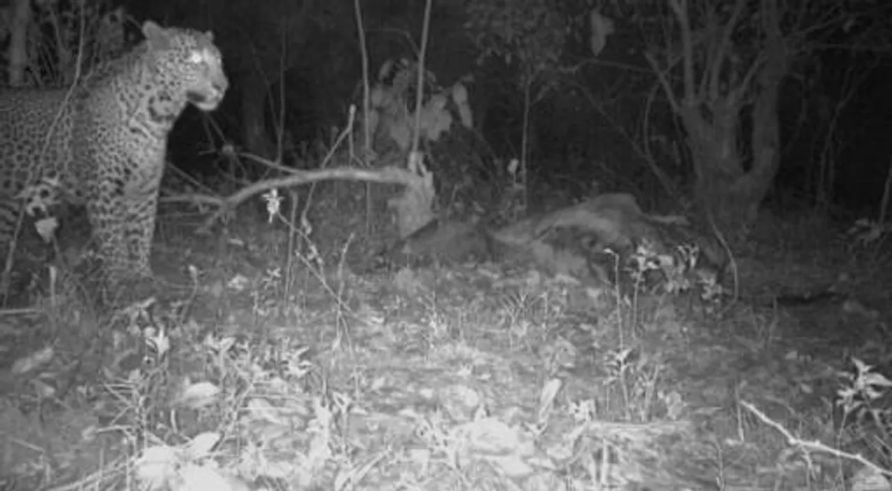 এবার পুরুলিয়ার জঙ্গলে চিতাবাঘ !