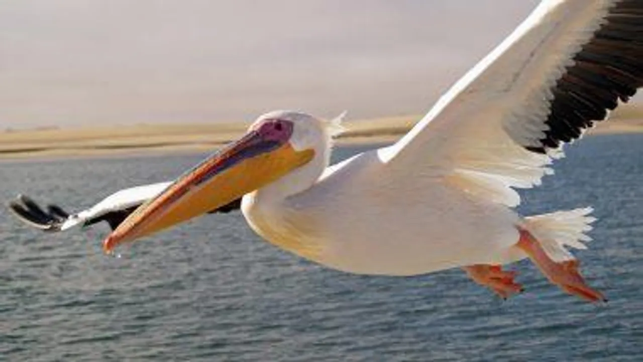 অ্যাভিয়ান ফ্লুর থাবায় মৃত্যু পেলিকান-সহ কয়েকশো পাখির