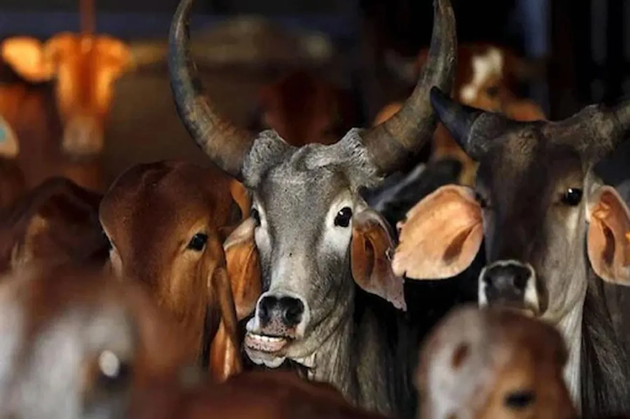 ৫২টি গরু সহ মঙ্গলকোটে গ্রেফতার ৪