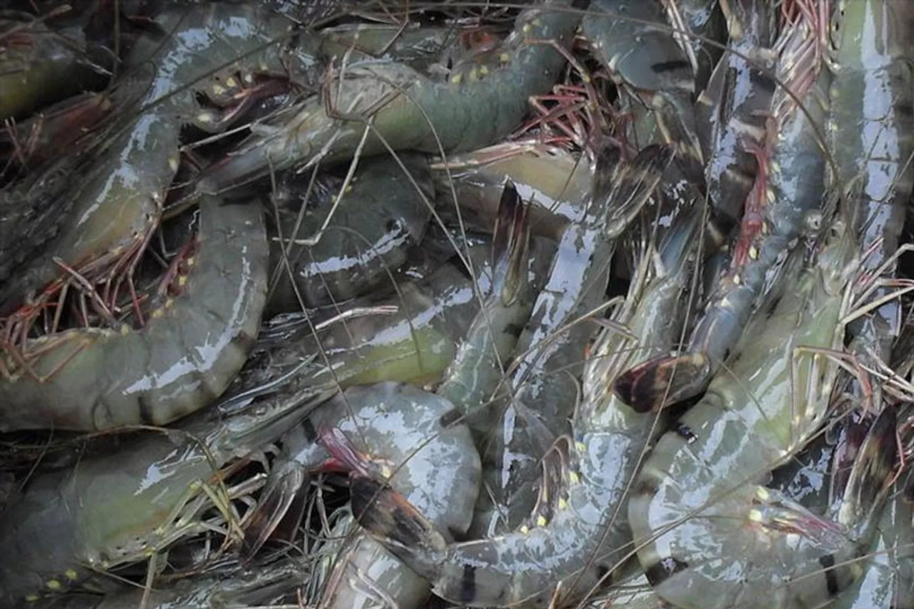 চৌবাচ্চায় বাগদা চিংড়ি চাষের কৌশল