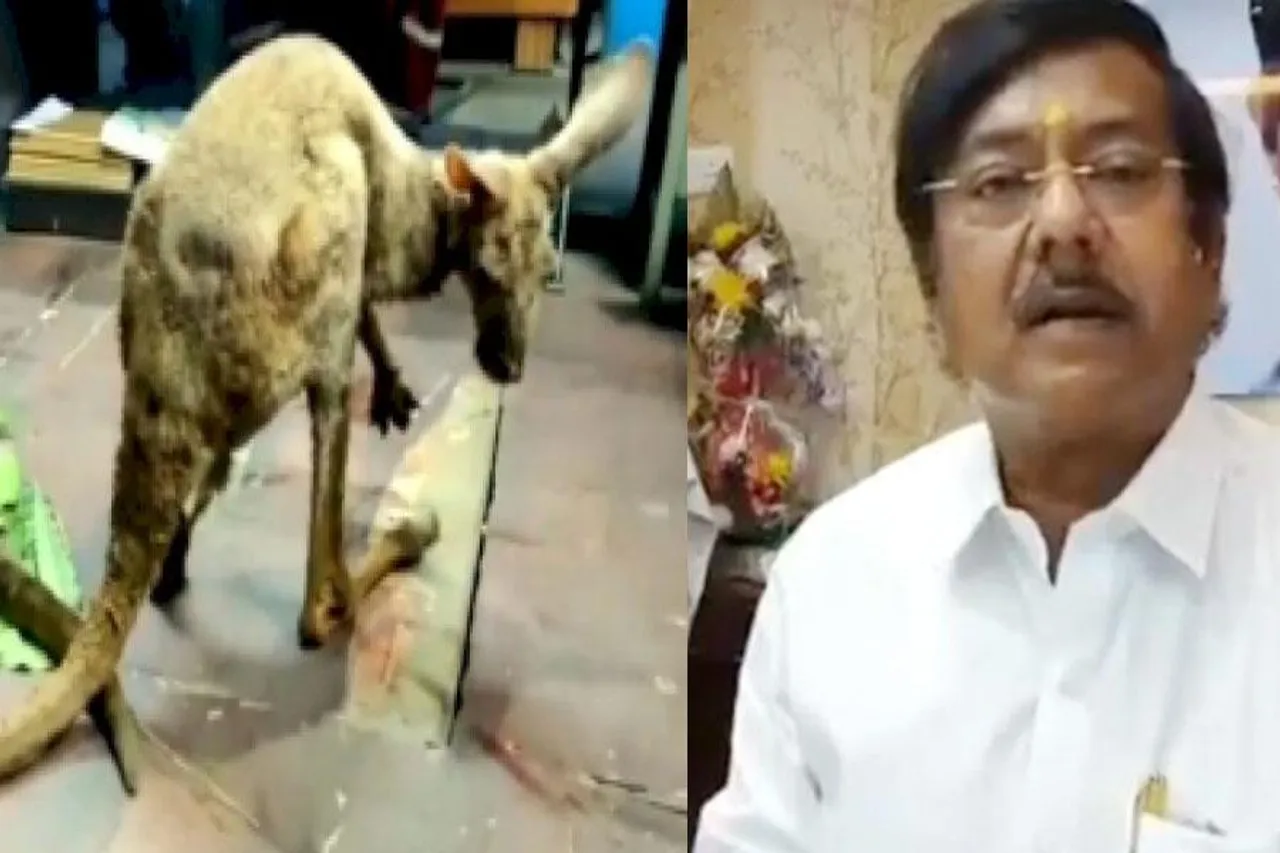 পাচারকারীদের হাত থেকে উদ্ধারীকৃত ক্যাঙ্গারুর মৃত্যুতে শোকপ্রকাশ বনমন্ত্রীর