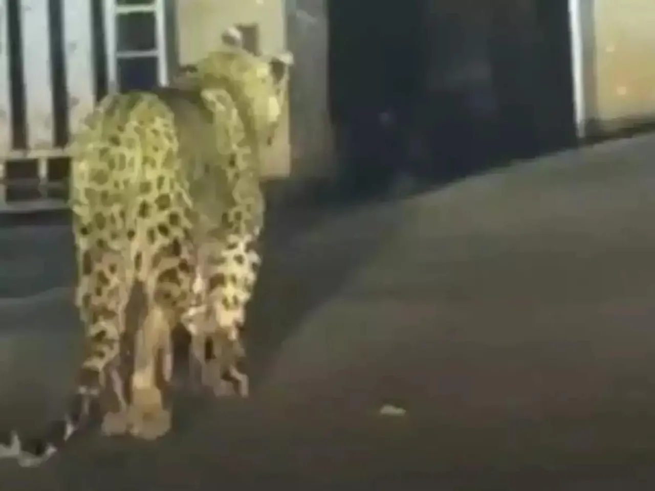 নৈনিতালের রাস্তায় ঘুরে বেড়াচ্ছে চিতাবাঘ, দেখুন ভাইরাল ভিডিও