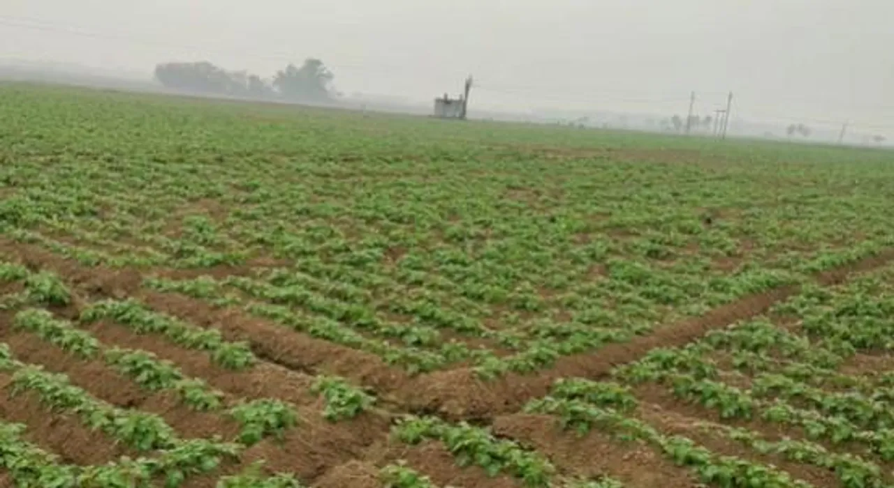 আবহাওয়ার খামখেয়ালিপনায় চরম দুশ্চিন্তায় আলুচাষিরা