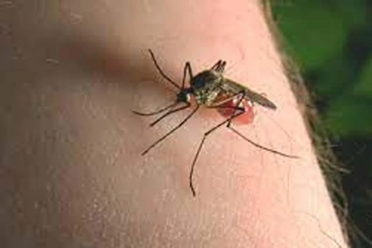 কলকাতায় বাড়ছে ম্যালেরিয়া