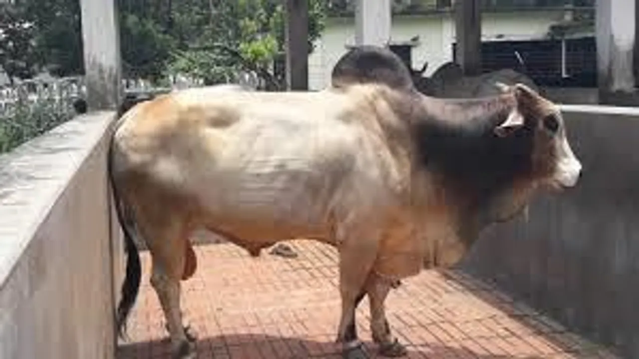 ষাঁড়ের আতঙ্কে রাতের ঘুম উড়েছে চন্দ্রকোনার মল্লেশ্বর পুর এলাকার বাসিন্দাদের