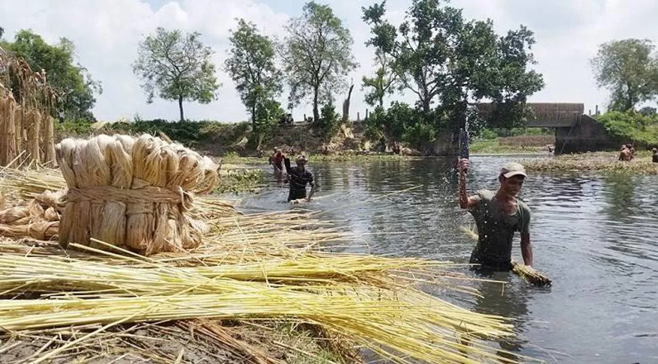 পাট চাষীদের জন্য বিশেষ উদ্যোগ কৃষি দপ্তরের