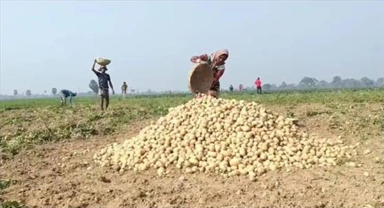 চরম ক্ষতির মুখে আলু চাষিরা