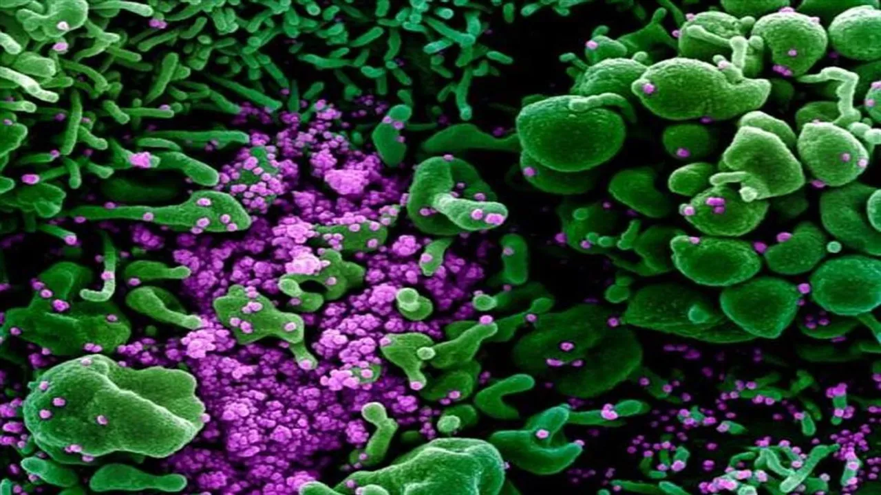 মহারাষ্ট্রে হানা বিএ ৪ ও বিএ ৫ ভ্যারিয়েন্টের