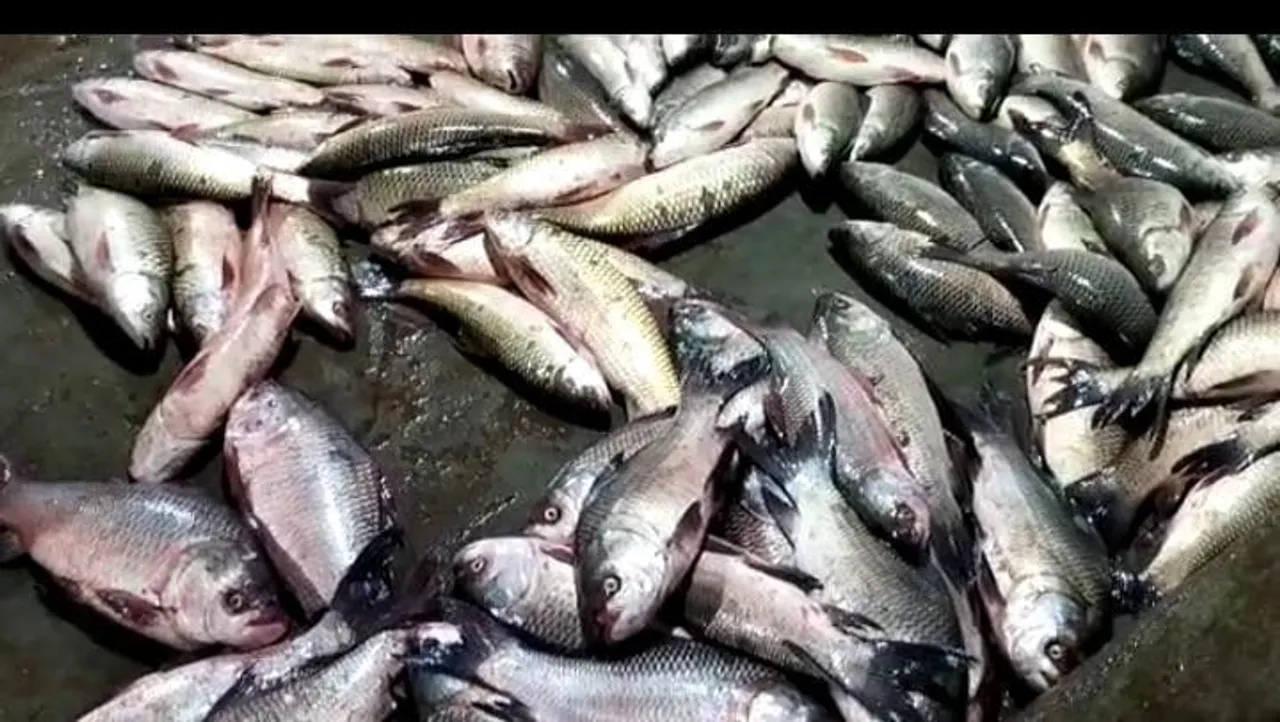 সিজানো উৎসবে মাছের আড়তগুলোতে উপচে পড়া ভিড়