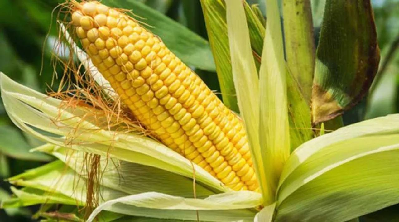 একাধিক রোগের একমাত্র সমাধান ভুট্টাদানা