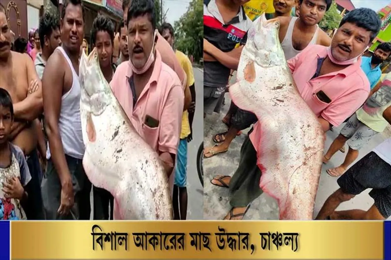 বিশাল আকৃতির মাছ উদ্ধার