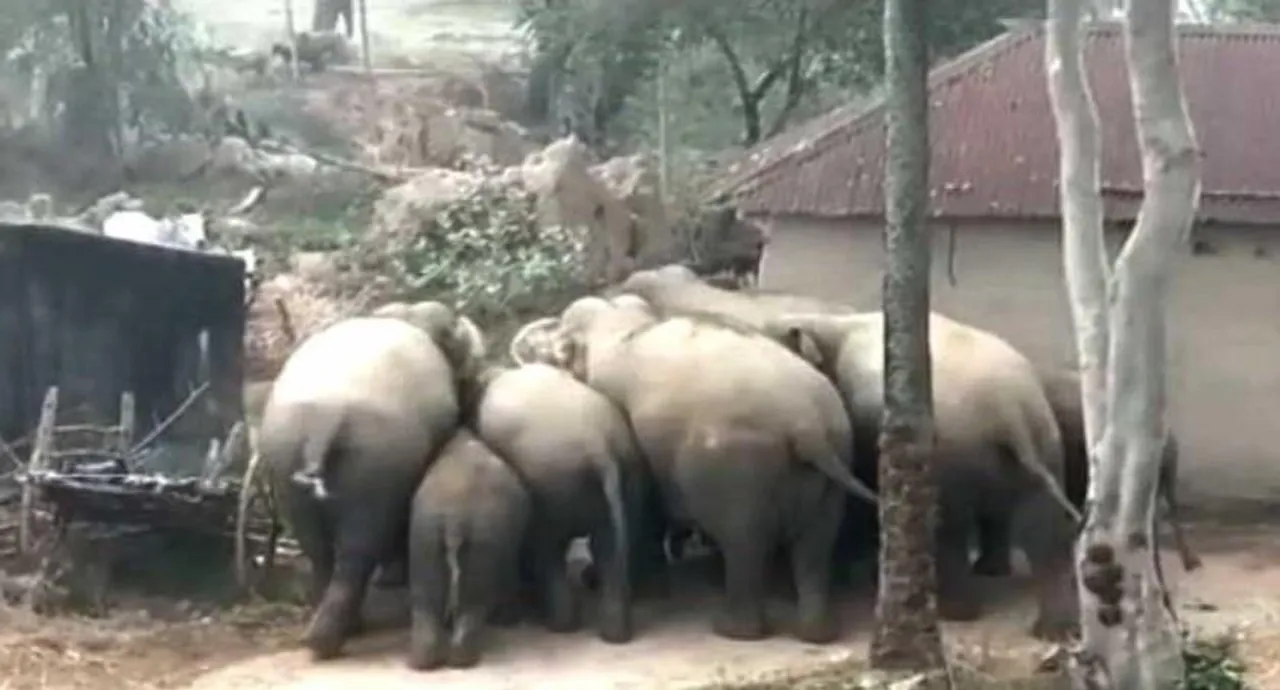 ঝাড়গ্রামের কুণ্ডলডিহি এলাকায় হাতির তাণ্ডব অব্যাহত, হাতির হামলায় মৃত্যু গবাদিপশুর