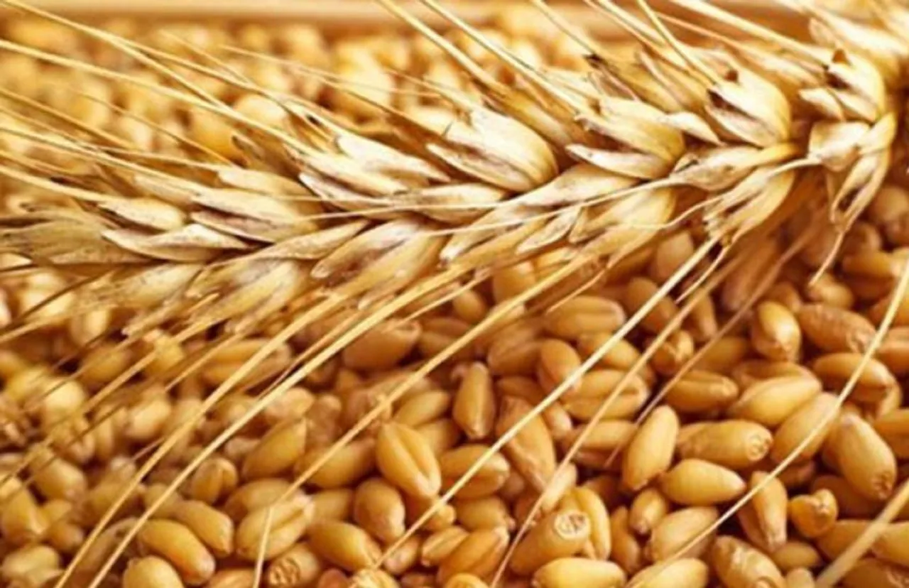 বিশ্বের বাজারে লাফিয়ে বাড়ল গমের দাম