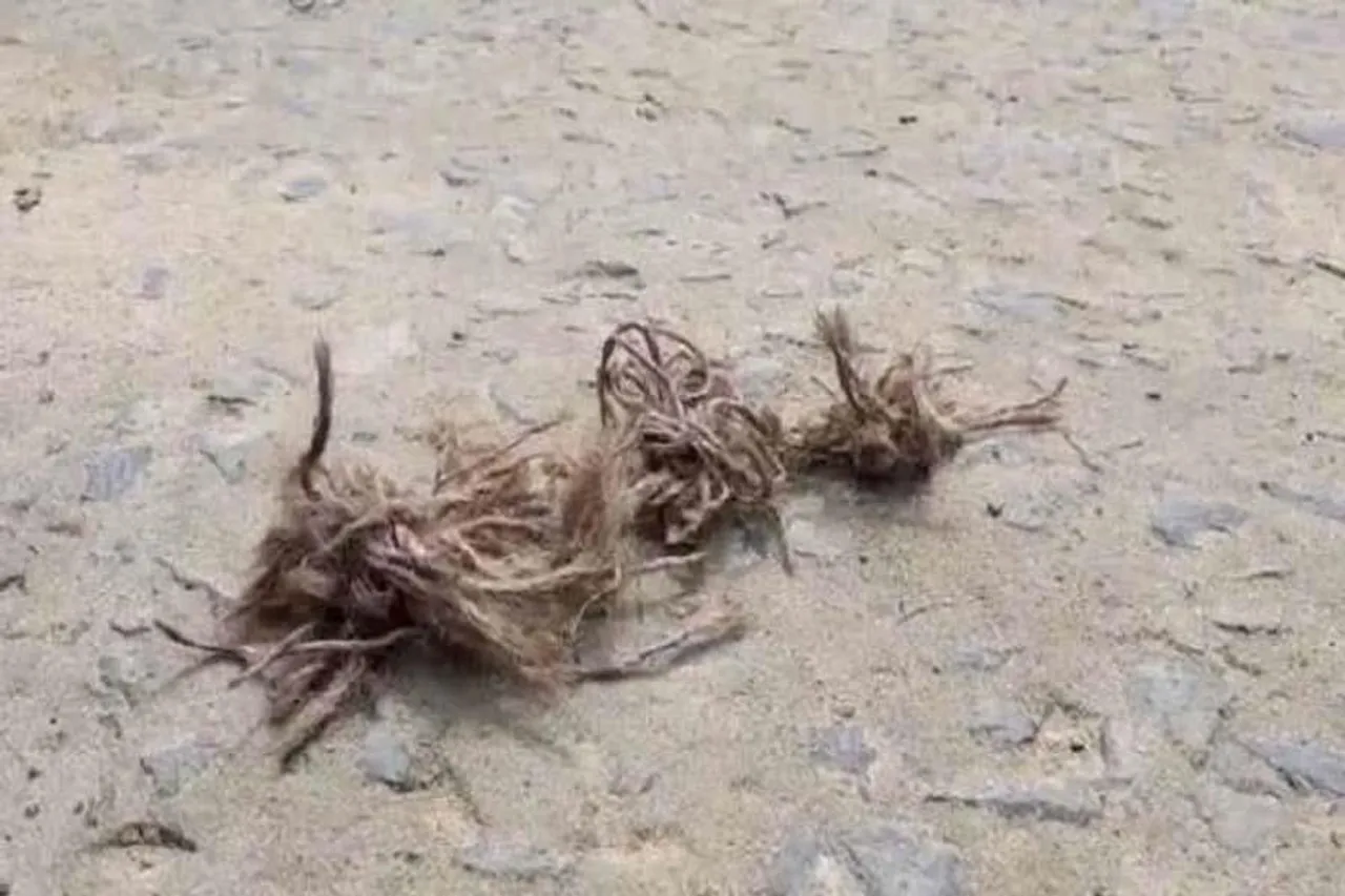 ফের উত্তেজিত পানিহাটি